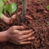Kako posaditi šljivu u jesen?